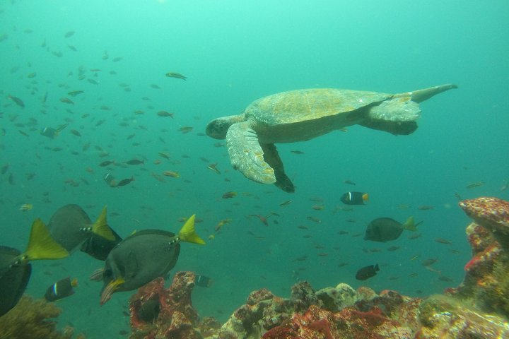 North Seymour Island Day Tour