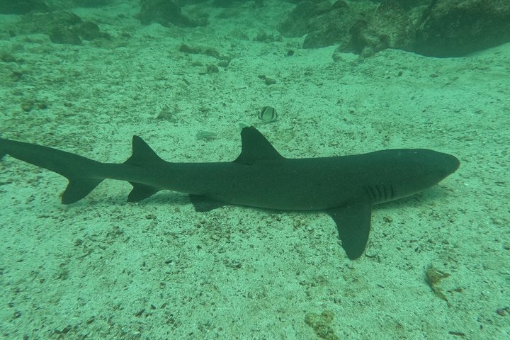 North Seymour Island Day Tour
