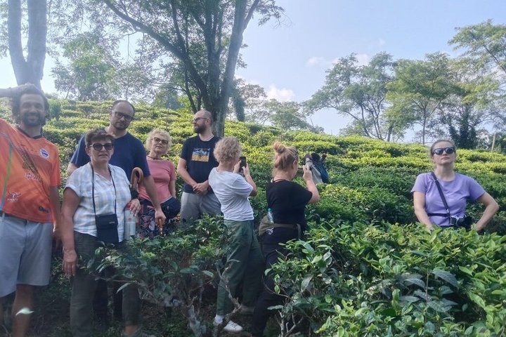 Amchong Leaf, A Walkthrough Experience