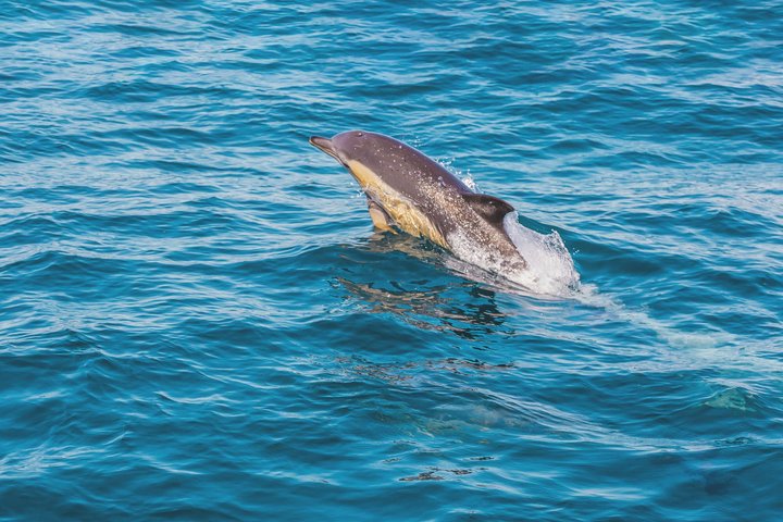 Portimao: Dolphins & Caves - Catamaran witn Marine Biologist