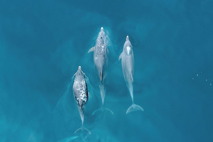 Portimao: Dolphins & Caves - Catamaran witn Marine Biologist