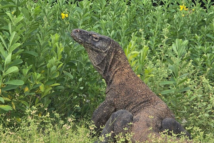 6 Island Speedboat Hopping Tour in Komodo National Park