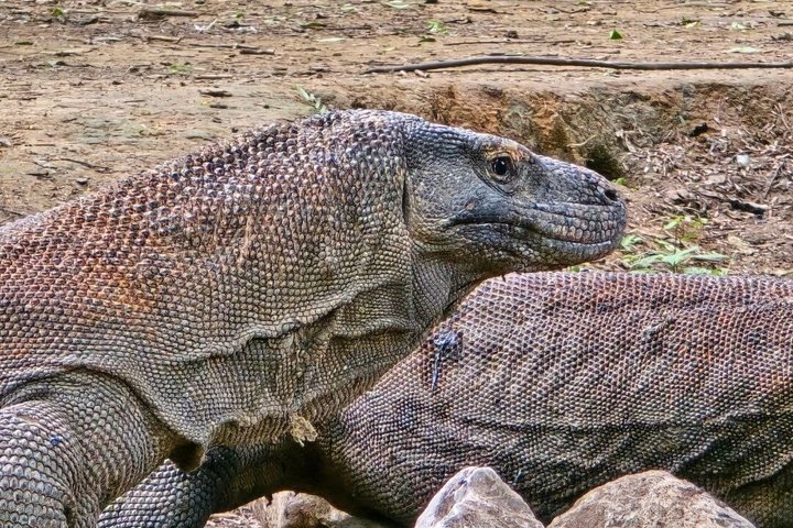 Komodo National Park Tickets and Entry Permit