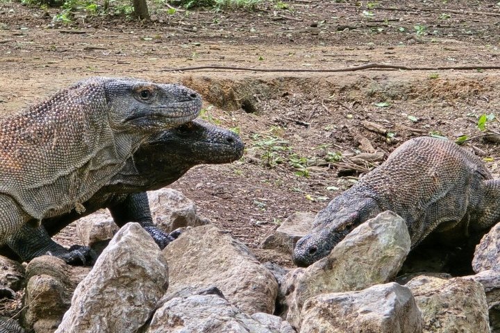 6 Island Speedboat Hopping Tour in Komodo National Park