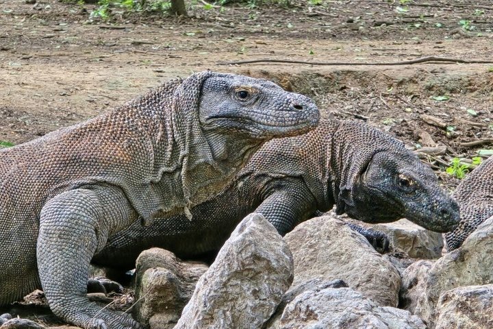 6 Island Speedboat Hopping Tour in Komodo National Park