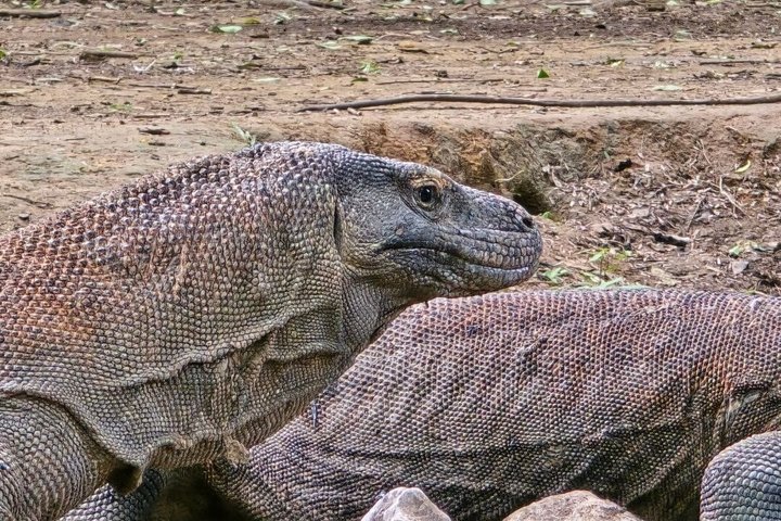 Komodo National Park Tickets and Entry Permit