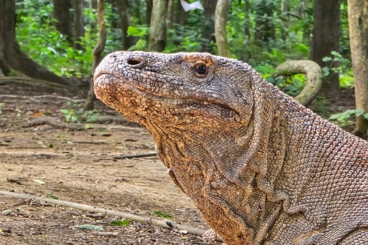 6 Island Speedboat Hopping Tour in Komodo National Park