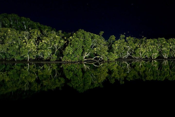 JungleWalla Desaru Mangrove Afterdark | Firefly Cruise Tour