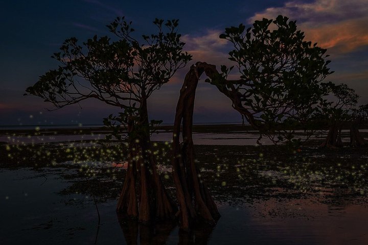 JungleWalla Desaru Mangrove Afterdark | Firefly Cruise Tour