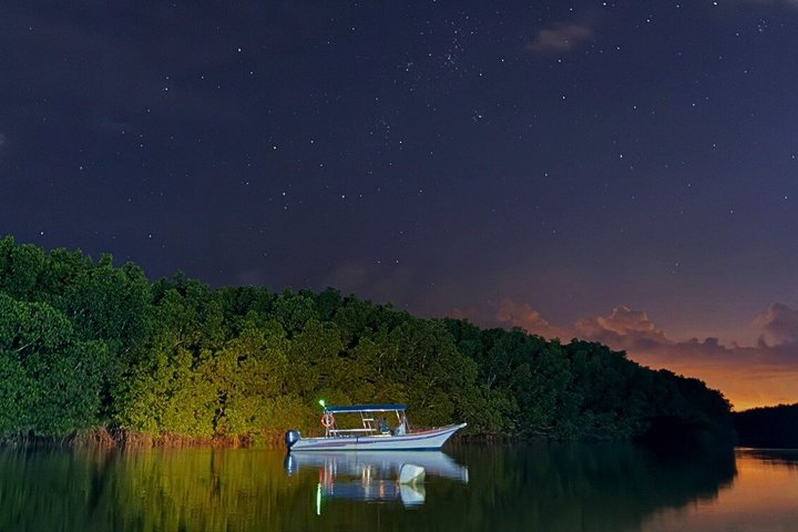 JungleWalla Desaru Mangrove Afterdark | Firefly Cruise Tour