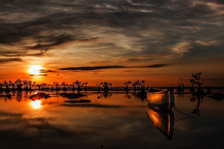 JungleWalla Desaru Mangrove Afterdark | Firefly Cruise Tour