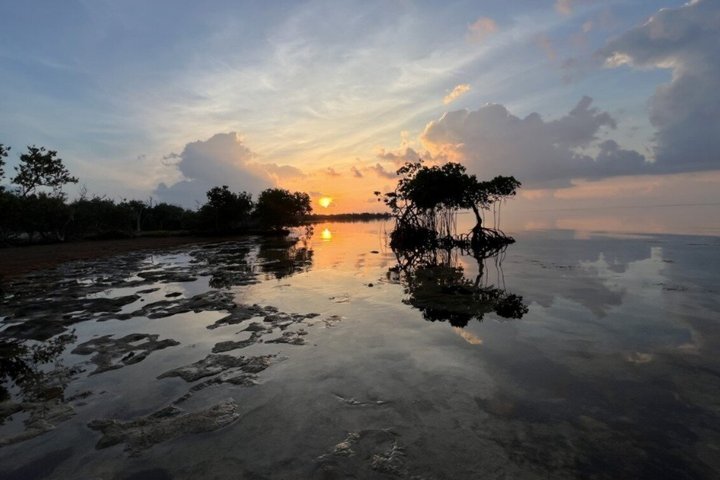 JungleWalla Desaru Mangrove Afterdark | Firefly Cruise Tour