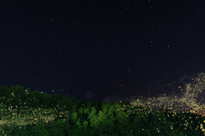 JungleWalla Desaru Mangrove Afterdark | Firefly Cruise Tour