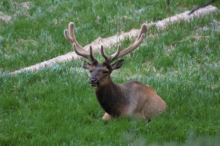 250th Celebration Yellowstone Open Air tour W/lunch and Souvenir