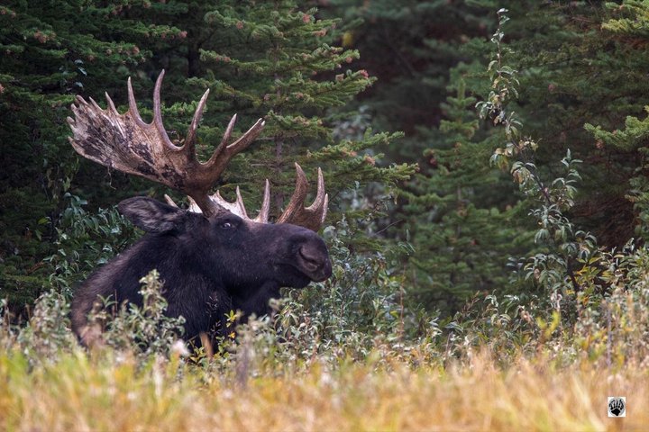 250th Celebration Yellowstone Open Air tour W/lunch and Souvenir