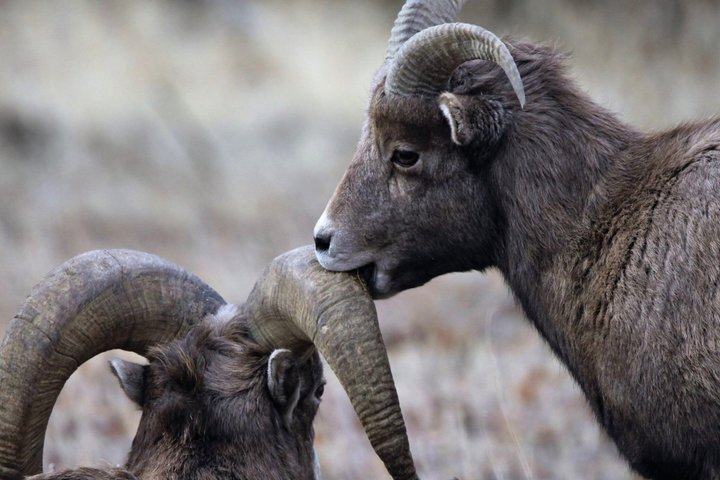 250th Celebration Yellowstone Open Air tour W/lunch and Souvenir