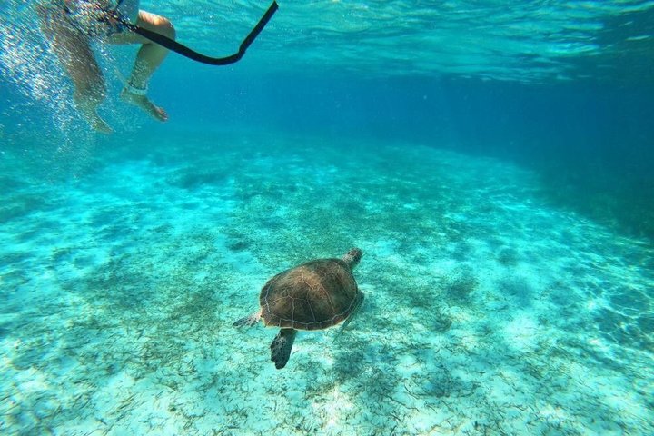 Rose Island Adventure Snorkel Sea Turtles and Private Beach