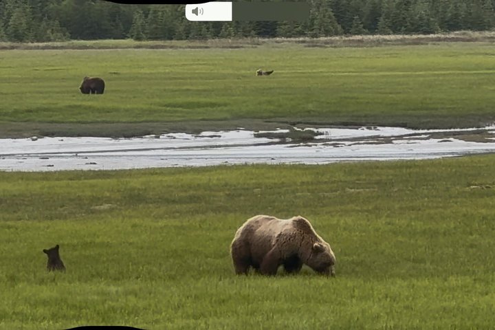 Bear Viewing at Lake Clark National Park from Homer, AK