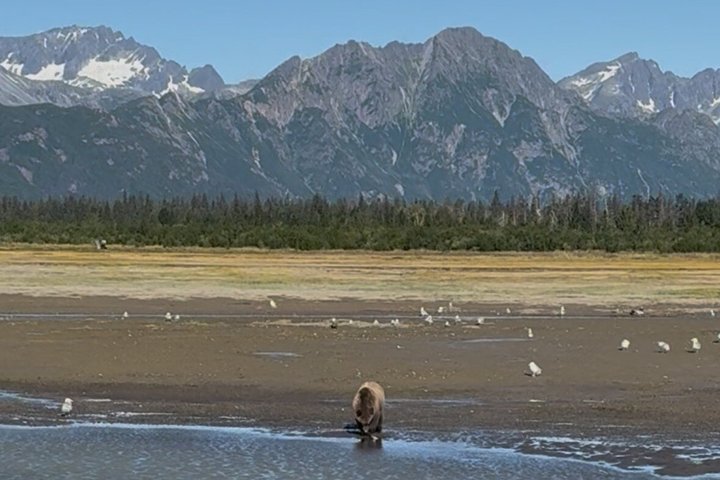 Bear Viewing at Lake Clark National Park from Homer, AK