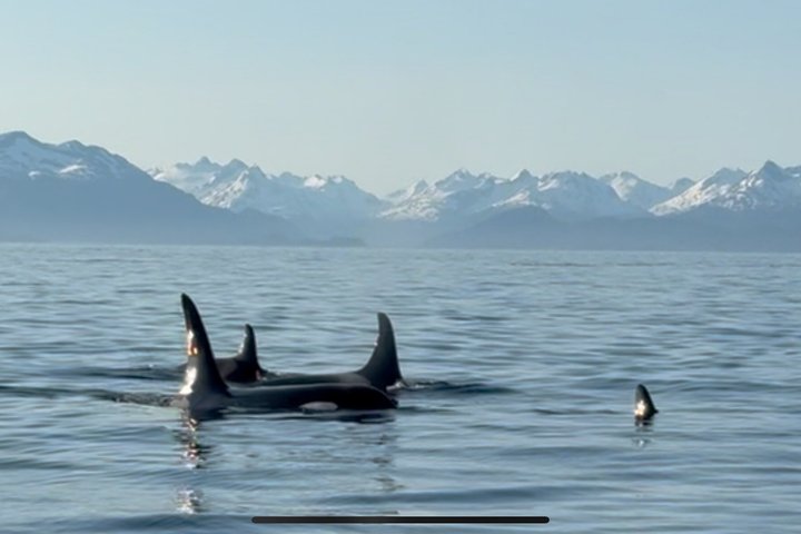 Bear Viewing at Lake Clark National Park from Homer, AK