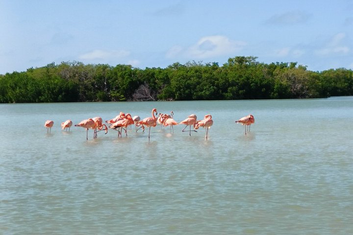Nature Tour in Rio Lizards: Crocodiles and Flamingos