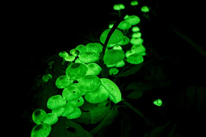 Glow-worms, Waterfalls & Rainforest Experience