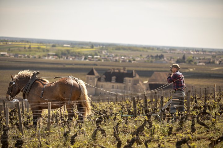 Prestigious Wine Tour in Côte de Nuits