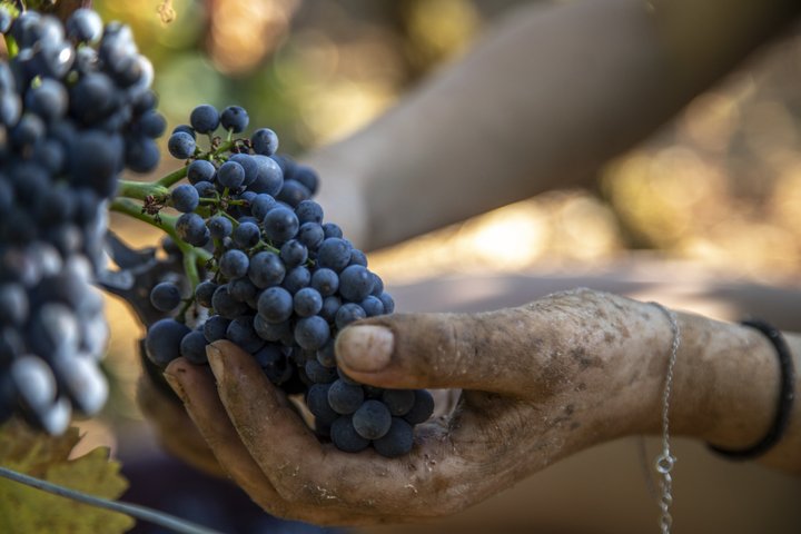 Prestigious Wine Tour in Côte de Nuits
