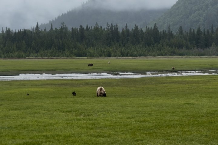Bear Viewing at Lake Clark National Park from Homer, AK