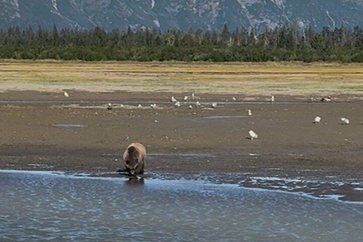 Bear Viewing at Lake Clark National Park from Homer, AK