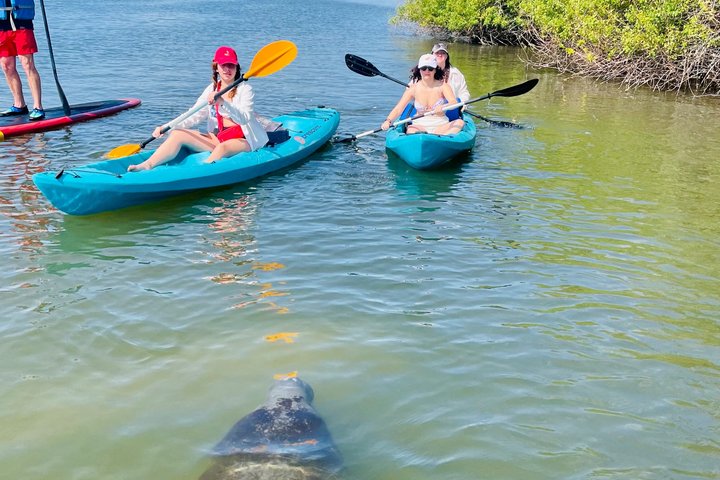 Daytona Beach Dolphin & Manatee Tour – Paddleboard or Kayak