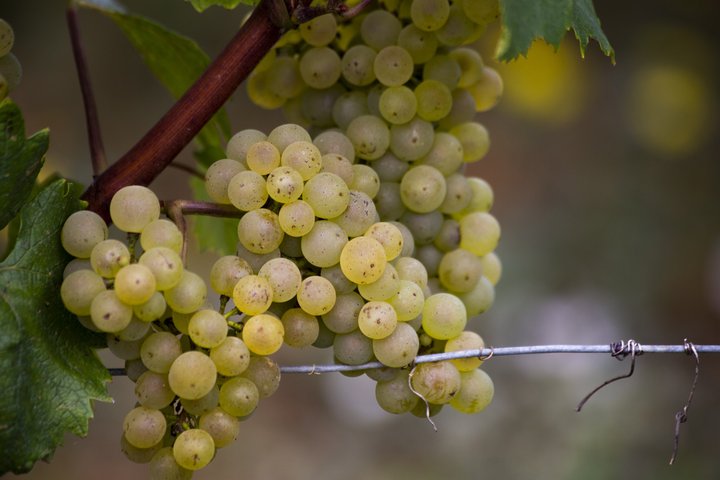 Prestigious Wine Tour in Côte de Beaune