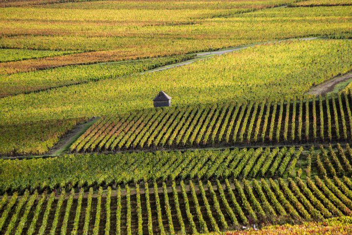 Prestigious Wine Tour in Côte de Beaune
