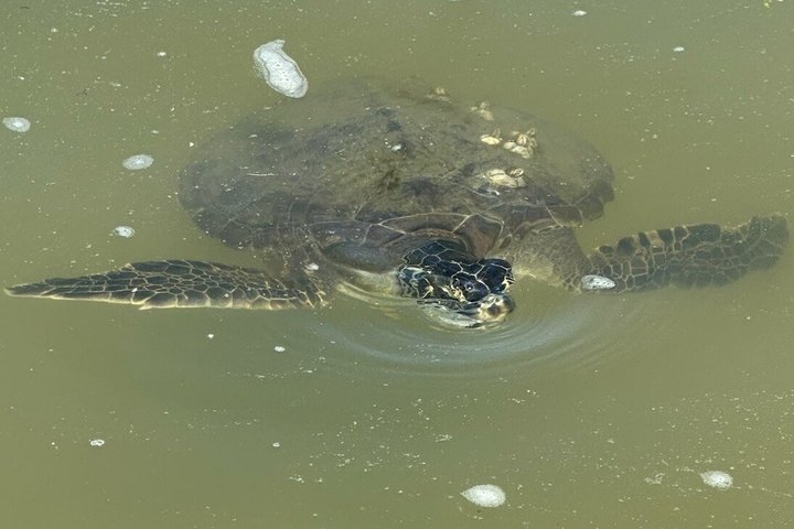 Dolphin, Manatee and Sea Turtle Kayak Adventure in St. Augustine
