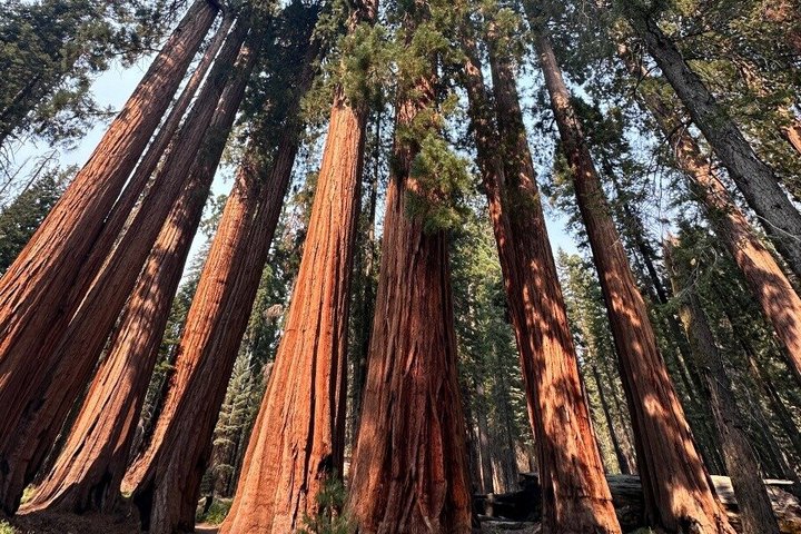San Francisco to Kings Canyon and Yosemite 2 Day Tour