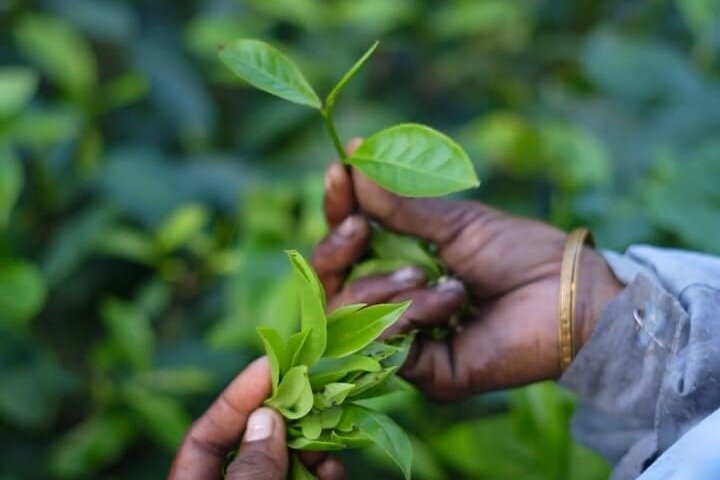 Guwahati Tea Garden Tour with Lunch (Premium Experience)
