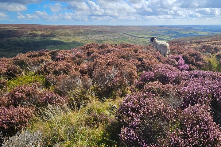 Nth York Moors Steam Train (incl) & Whitby Small Group Day Trip.