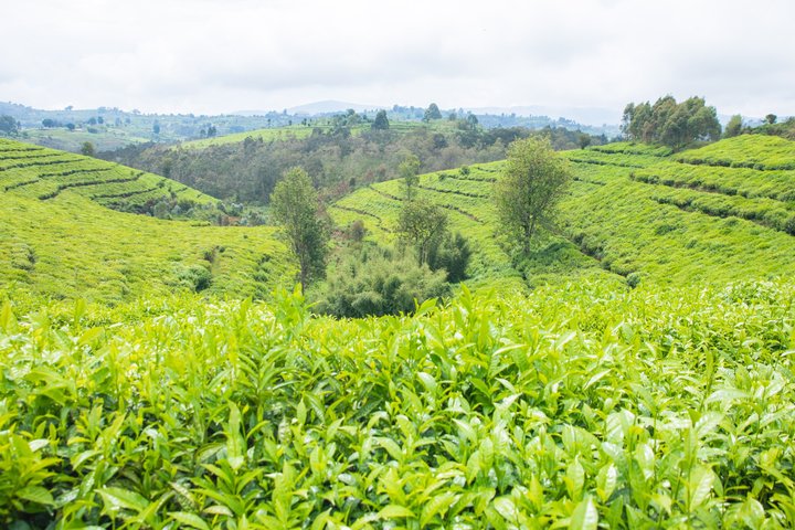 3 Day Burundi Nile Source Gitega Rusizi Park