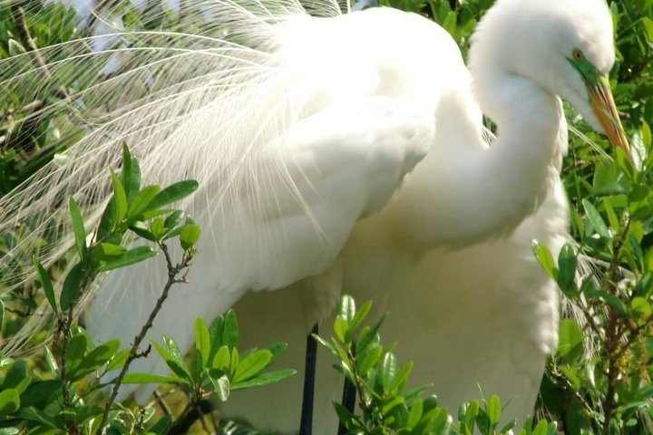 Silver Springs Clear Kayak Manatee, Monkey & Wildlife Adventures