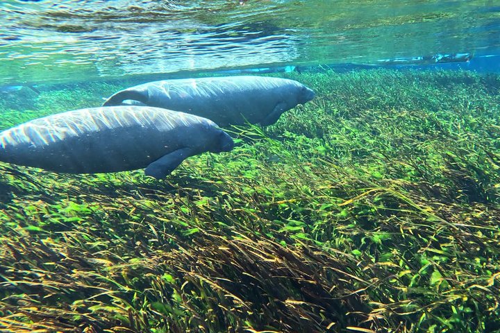 Silver Springs Clear Kayak Manatee, Monkey & Wildlife Adventures