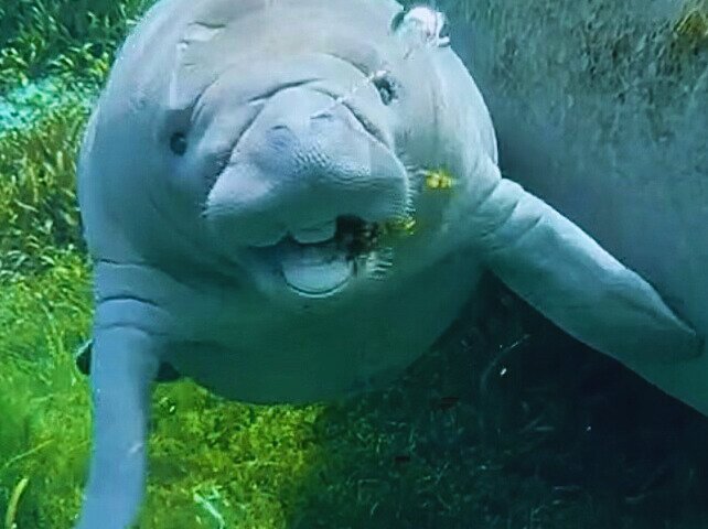 Silver Springs Clear Kayak Manatee, Monkey & Wildlife Adventures