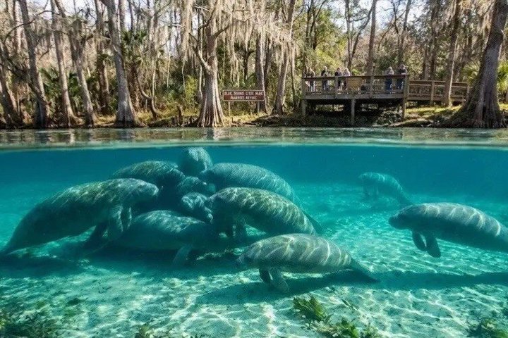 Silver Springs Clear Kayak Manatee, Monkey & Wildlife Adventures