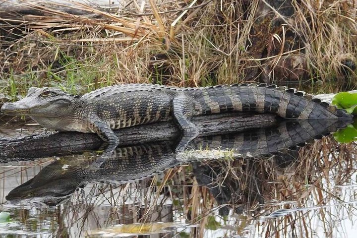Silver Springs Clear Kayak Manatee, Monkey & Wildlife Adventures