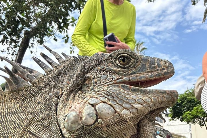 Guayaquil Highlights & Authentic Fine Cocoa Farm Experience