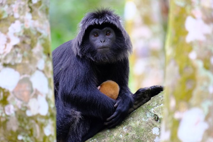 Tetebatu Private Trek Rice Fields Waterfall and Monkey Forest