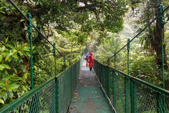 Monteverde Cloud Forest Hanging Bridges Guided Walk