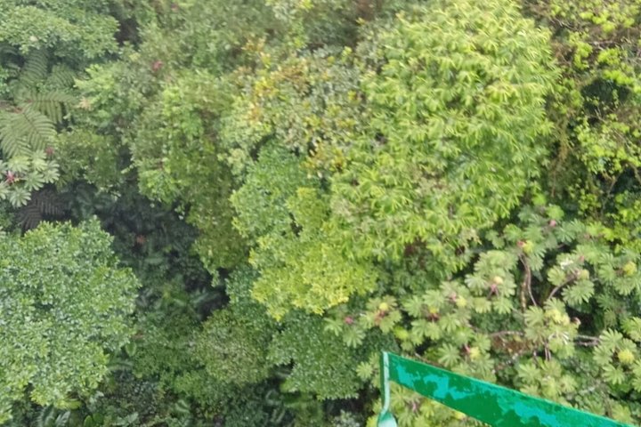 Monteverde Cloud Forest Hanging Bridges Guided Walk