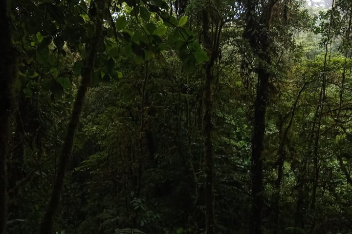 Monteverde Cloud Forest Hanging Bridges Guided Walk