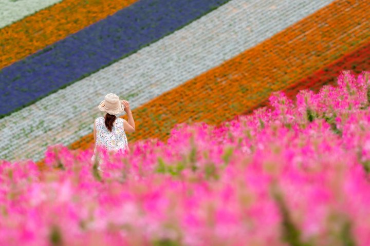 [Late Departure] Biei Best 5 Must-Visit Day Tour from Sapporo