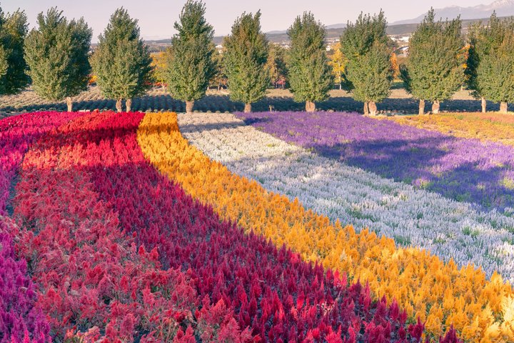 [Late Departure] Biei Best 5 Must-Visit Day Tour from Sapporo